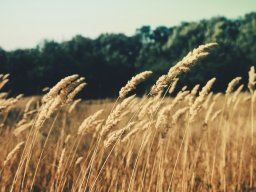 Meadow