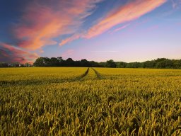 Field
