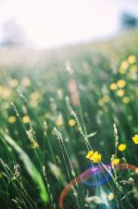 Meadow