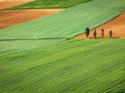 Field